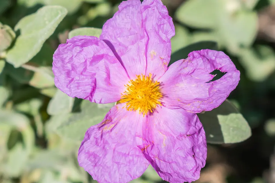 Une fleur rose aux pétales froissés et au cœur jaune, entourée de feuilles grises et duveteuses
