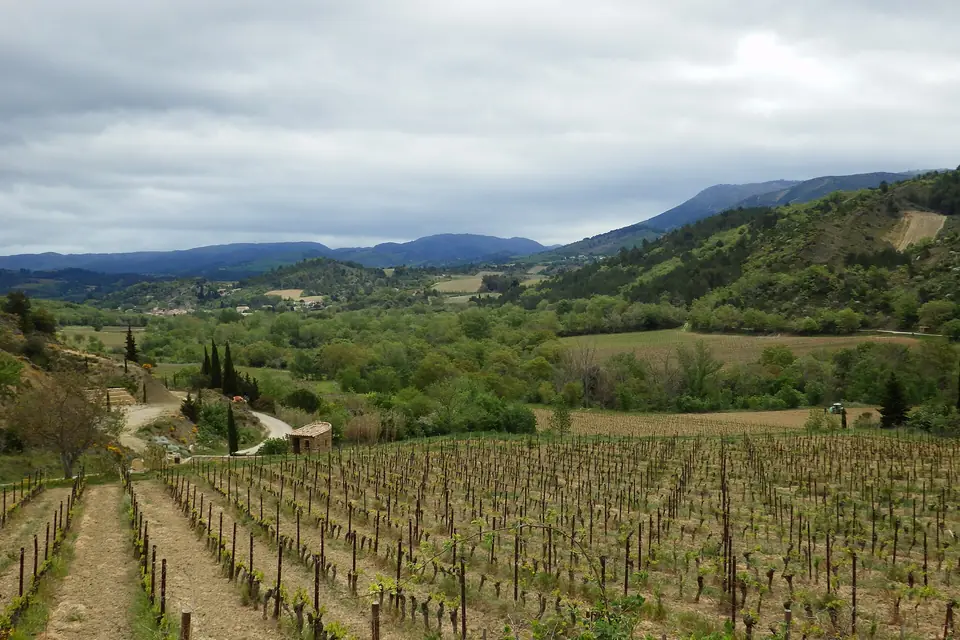 Rangs de vigne au premier plan d'un paysage de coteaux et de collines boisées sous un ciel nuageux