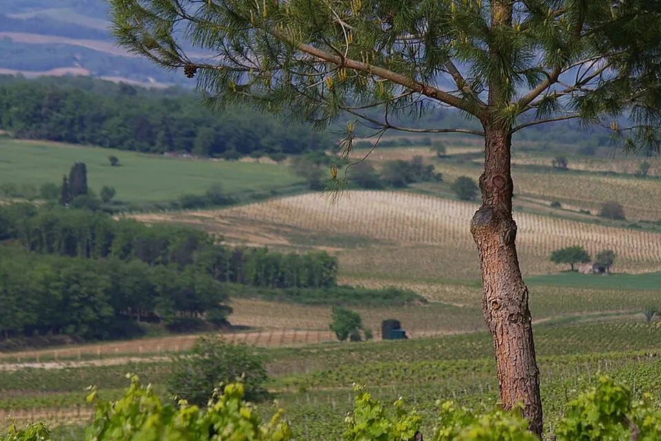 Paysage de vignes et de champs ondulés sous un grand pin, avec des collines boisées à l'horizon